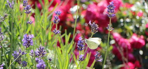 Ein weißer Schmetterling sitzt an einer Lavendel-Blüte