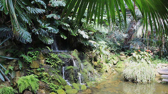 Vergrößerte Ansicht: Üppige Pflanzenpracht und ein kleiner Wasserfall im Palmengarten