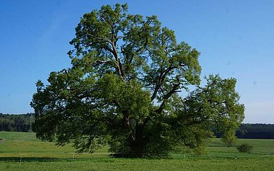 Vergrößerte Ansicht: Dorfline bei Bellersdorf