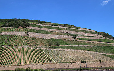 Vergrößerte Ansicht: Grüne Weinberge vor blauem Himmel