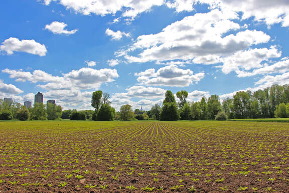Bestelltes Feld mit Bäumen im Hintergrund und blauem Himmel mit Wolken