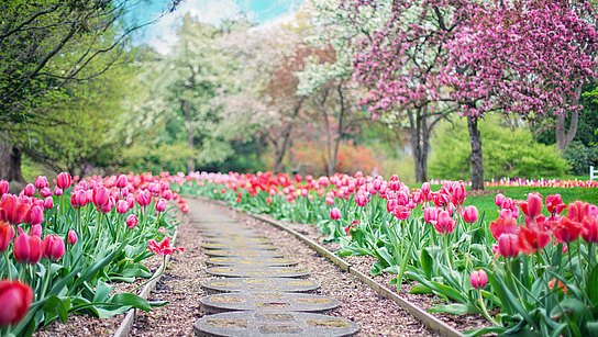Ein Weg im Garten, gesäumt von Tulpen.