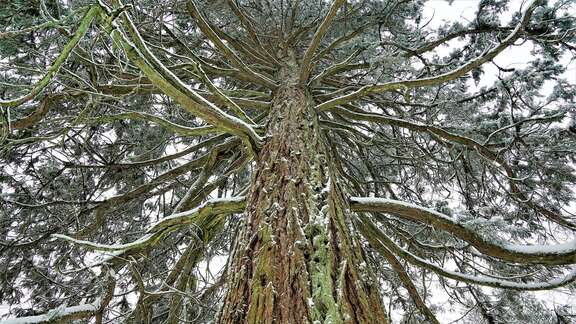 Nadelbaum mit Schnee auf den Ästen, von unten aufgenommen