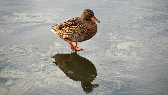 Nahaufnahme: Eine Ente läuft auf gefrorener Eisfläche
