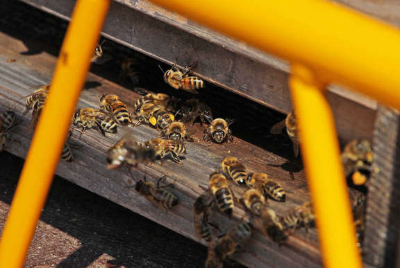 Vergrößerte Ansicht: Nahaufnahme: Bienen auf Flugbrett eines Bienenstocks