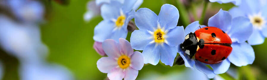 Ein Marienkäfer sitzt auf blauen Vergissmeinnnicht