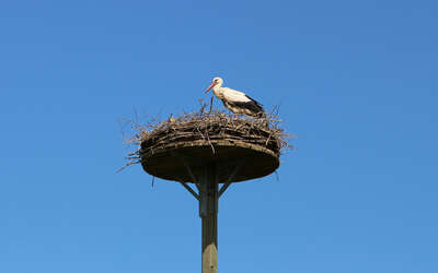 Nahaufnahme: Storch steht auf seinem Nest