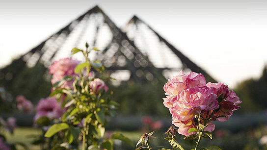 Blühende Rosen vor verschwommen Pflanzgerüst in Pyramidenform