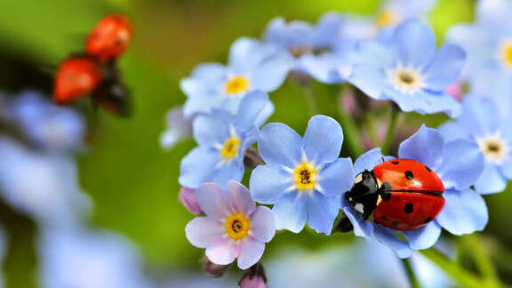 Ein Marienkäfer sitzt auf blauen Vergissmeinnnicht