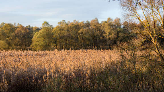 Schilfgebiet im Naturschutzgebiet Kühkopf-Knoblochsaue Gräser, Blumen, Sträucher und Bäume wachsen gemischt auf einem Feld