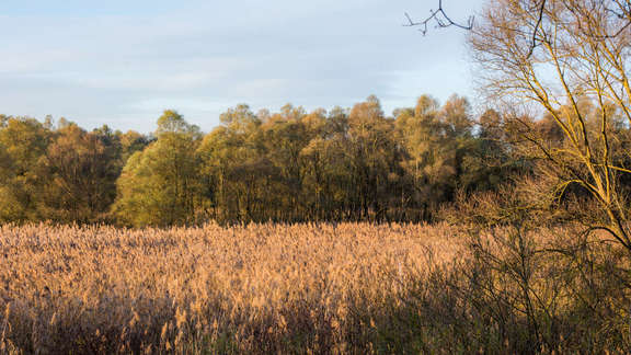 Schilfgebiet im Naturschutzgebiet Kühkopf-Knoblochsaue Gräser, Blumen, Sträucher und Bäume wachsen gemischt auf einem Feld