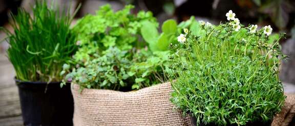 Drei Kräuterpflanzen in Töpfen
