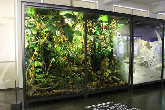 Vergrößerte Ansicht: Südamerikanischer Regenwald im Museum