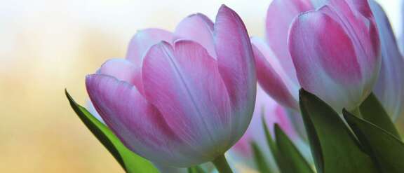 Rosa-weiße Tulpen beim Erblühen