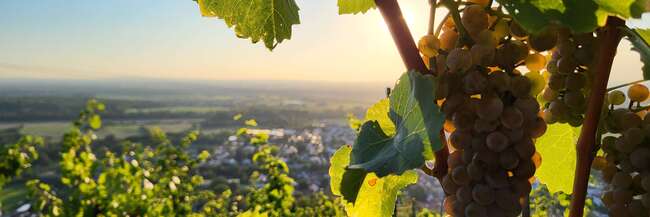 Weinberg