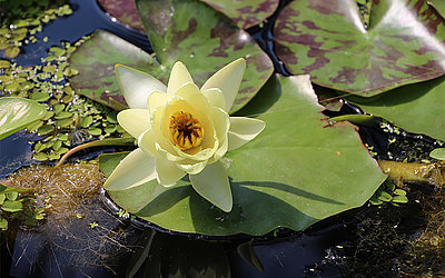 Vergrößerte Ansicht: Die gelbe Blüte einer