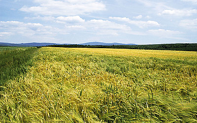 Vergrößerte Ansicht: Grün gelbe Wiesenlandschaft