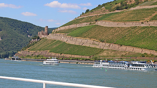 Rheintal mit Burgruine Ehrenfels und Weinbergen Rheintal mit Burgruine Ehrenfels und Weinbergen