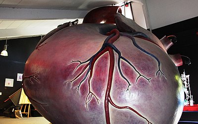 Vergrößerte Ansicht: Deckenhohe Nachbildung des menschlichen Herzens