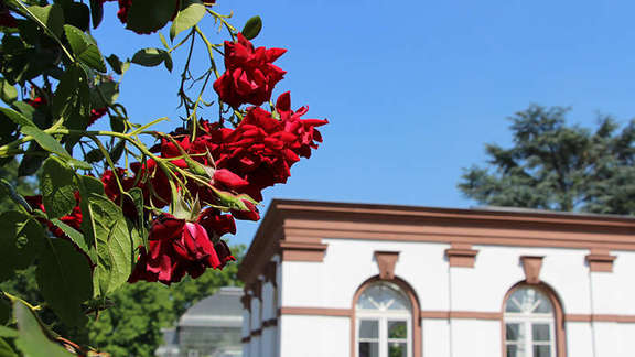 Vergrößerte Ansicht: Haus Rosenbrunn im Rosengarten