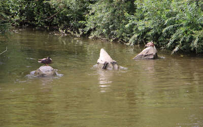 Zwei enten ruhen sich aus dem Wasser ragenden Steinen aus