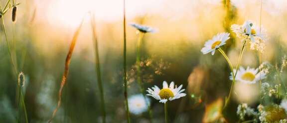Gänseblümchen im Rasen