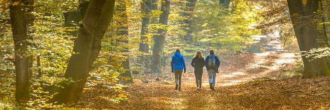 Wandern im Herbstwald Drei Wanderer im Herbstwald