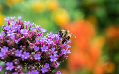 Eine Biene sitzt auf einer violetten Blume