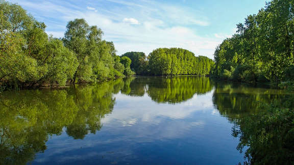 Naturschutzgebiet Kühkopf-Knoblochsaue Himmel und Bäume spiegeln sich im Wasser