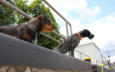 Zwei Hunde blicken vom Schleusenrand auf das Schiff hinunter