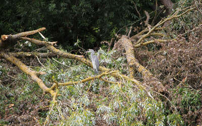 Reiher hockt auf abgebrochenem Baum am Uferrand