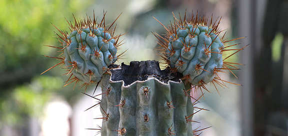 Vergrößerte Ansicht: Ein Kaktus, dessen Form an die Ohren von Micky Maus erinnert
