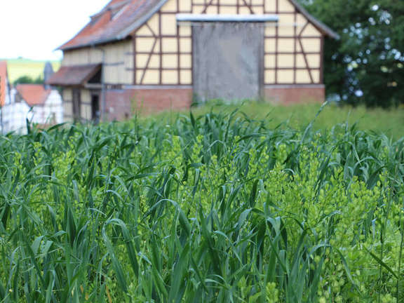 Vergrößerte Ansicht: Feld mit Saat-Hafer