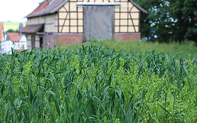 Vergrößerte Ansicht: Feld mit Saat-Hafer