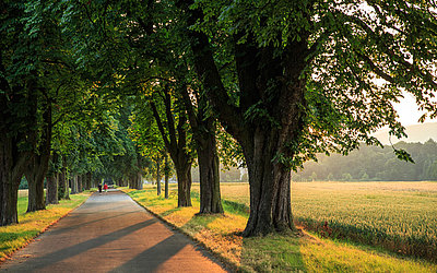 Vergrößerte Ansicht: Eine Allee umringt von großen Bäumen und Feldern