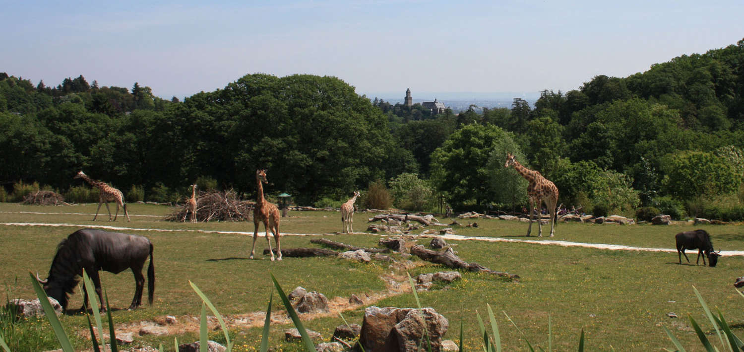 Giraffen verstreut auf einer Wiese. Im Hintergrund die Burg Kronberg.