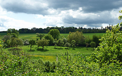 Vergrößerte Ansicht: Grüne Felder, Bäume, Landschaft