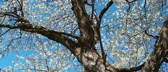 Teil eines weiß blühenden Kirschbaums vor strahlend blauem Himmel