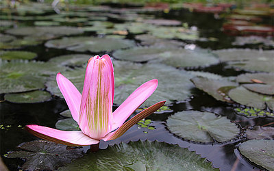 Vergrößerte Ansicht: Die pinke Blüte einer