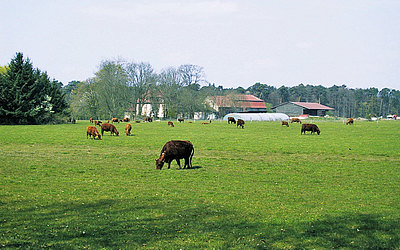 Vergrößerte Ansicht: Rinder auf einer Wiese