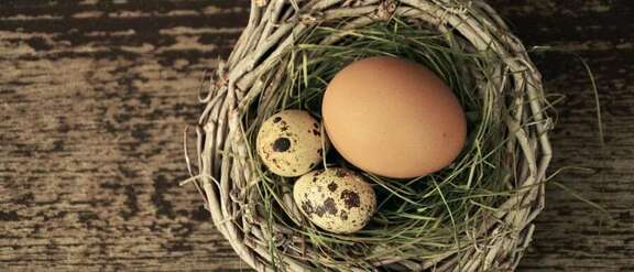 Eier in einem Nest auf einem Holzboden