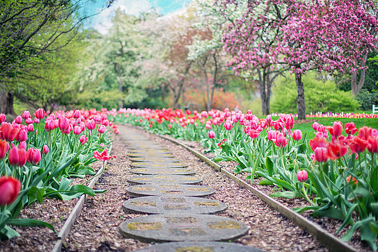 Ein Weg im Garten, gesäumt von Tulpen.