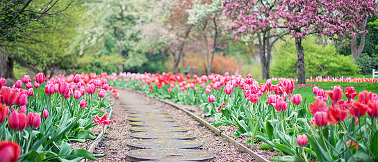 Ein Weg im Garten, gesäumt von Tulpen.