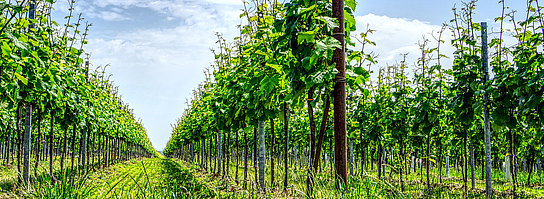 Weinberg vineyard-3442847_1920_pixabay.jpg