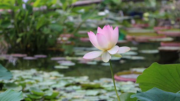 Vergrößerte Ansicht: Eine rosa Blüte einer