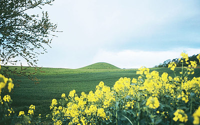 Vergrößerte Ansicht: Wiesenlandschaft mit gelben Blumen