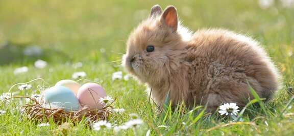 Hase auf einer Wiese mit Ostereiern