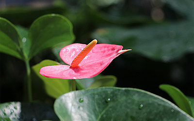Vergrößerte Ansicht: Die rote Blüte einer Flamingoblume