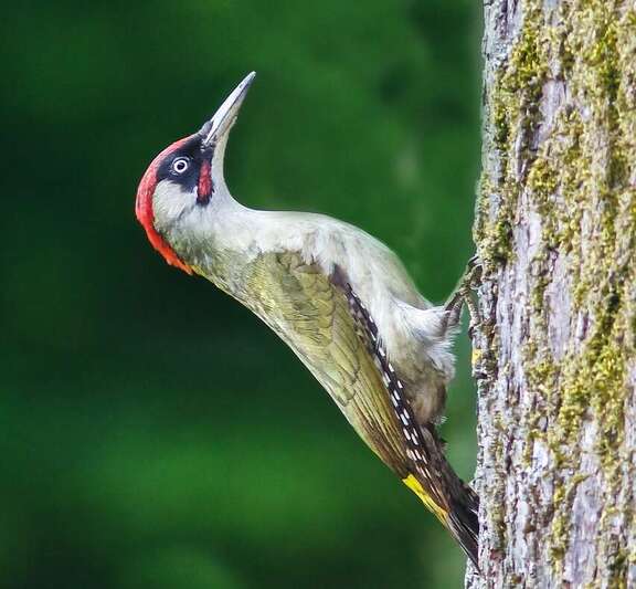 Bunter Vogel am Baumstamm