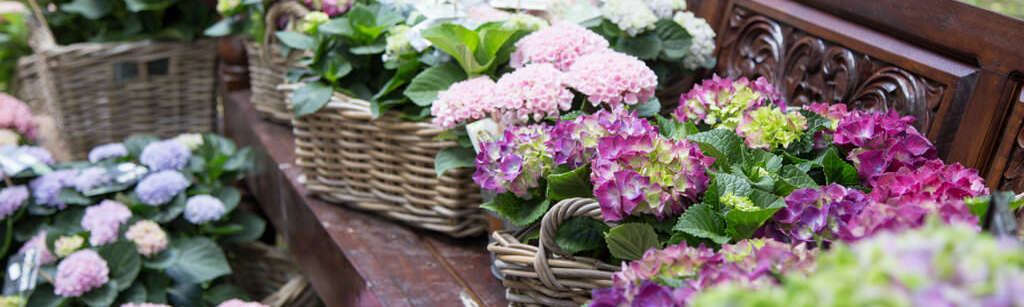 Verschiedene Blumen sind in Körben angeordnet, die alle auf und rund um eine Bank stehen.
